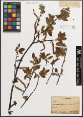 Foto von Salix L.